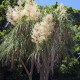 Nolina - Nolina longifolia - semena noliny - 5 ks