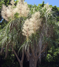 Nolina - Nolina longifolia - semena noliny - 5 ks
