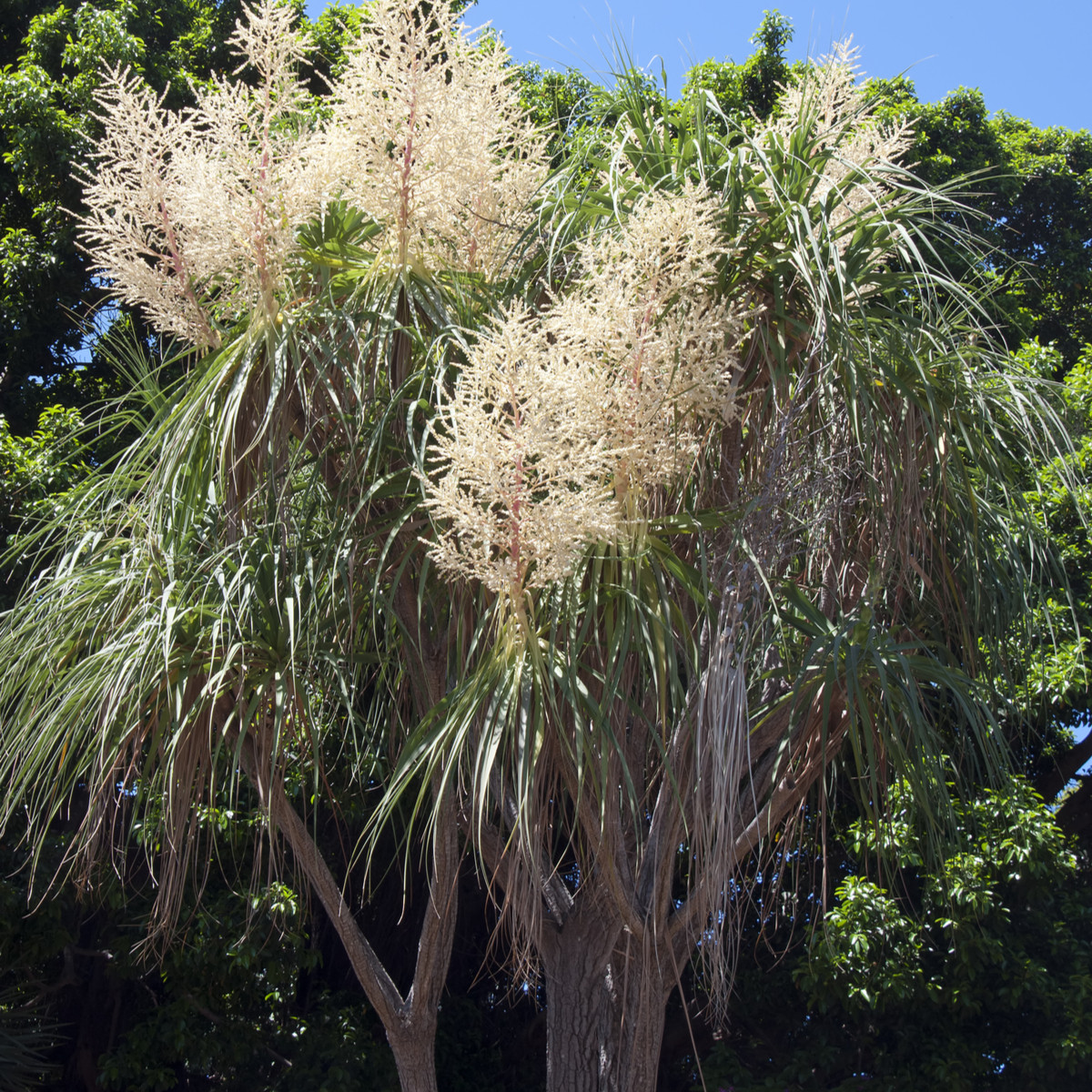 Nolina - Nolina longifolia - semena noliny - 5 ks