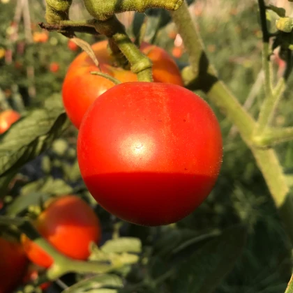 Домат Harzfeuer - Solanum lycopersicum - семена домат - 6 бр.