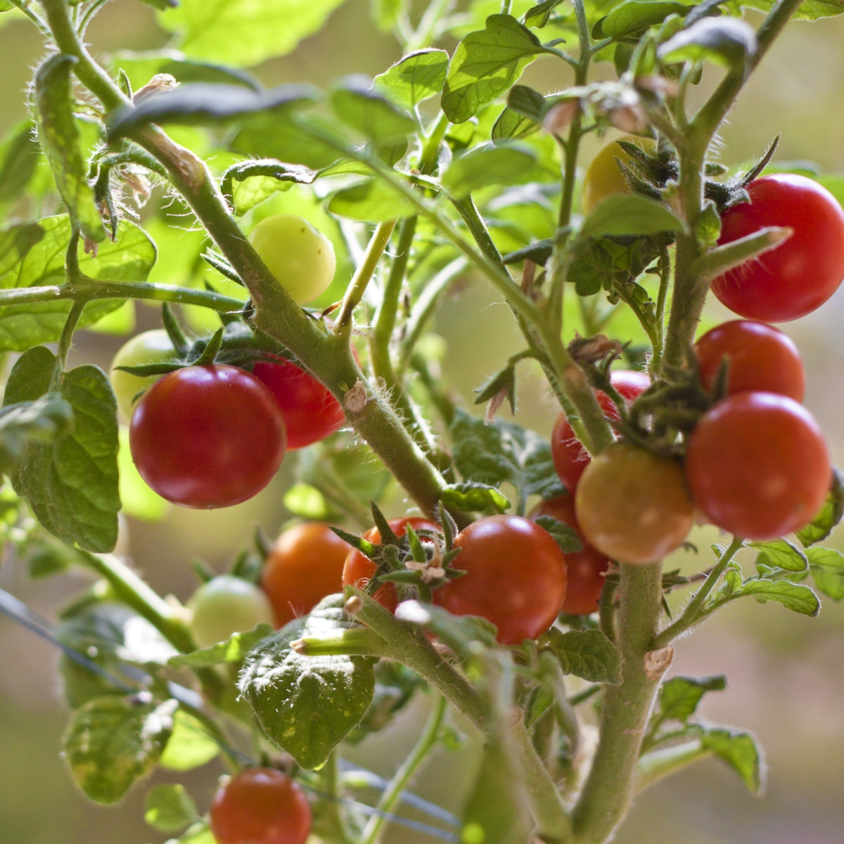 Rajče Obří hrozny - Solanum lycopersicum - semena rajčete - 7 ks