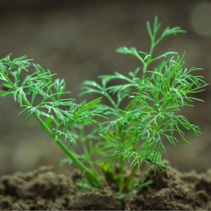 BIO Kopr vonný Hera - Anethum graveolens - bio semena kopru - 400 ks
