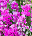 Hrachor vonný Painted Lady - Lathyrus odoratus - semena hrachoru - 12 ks