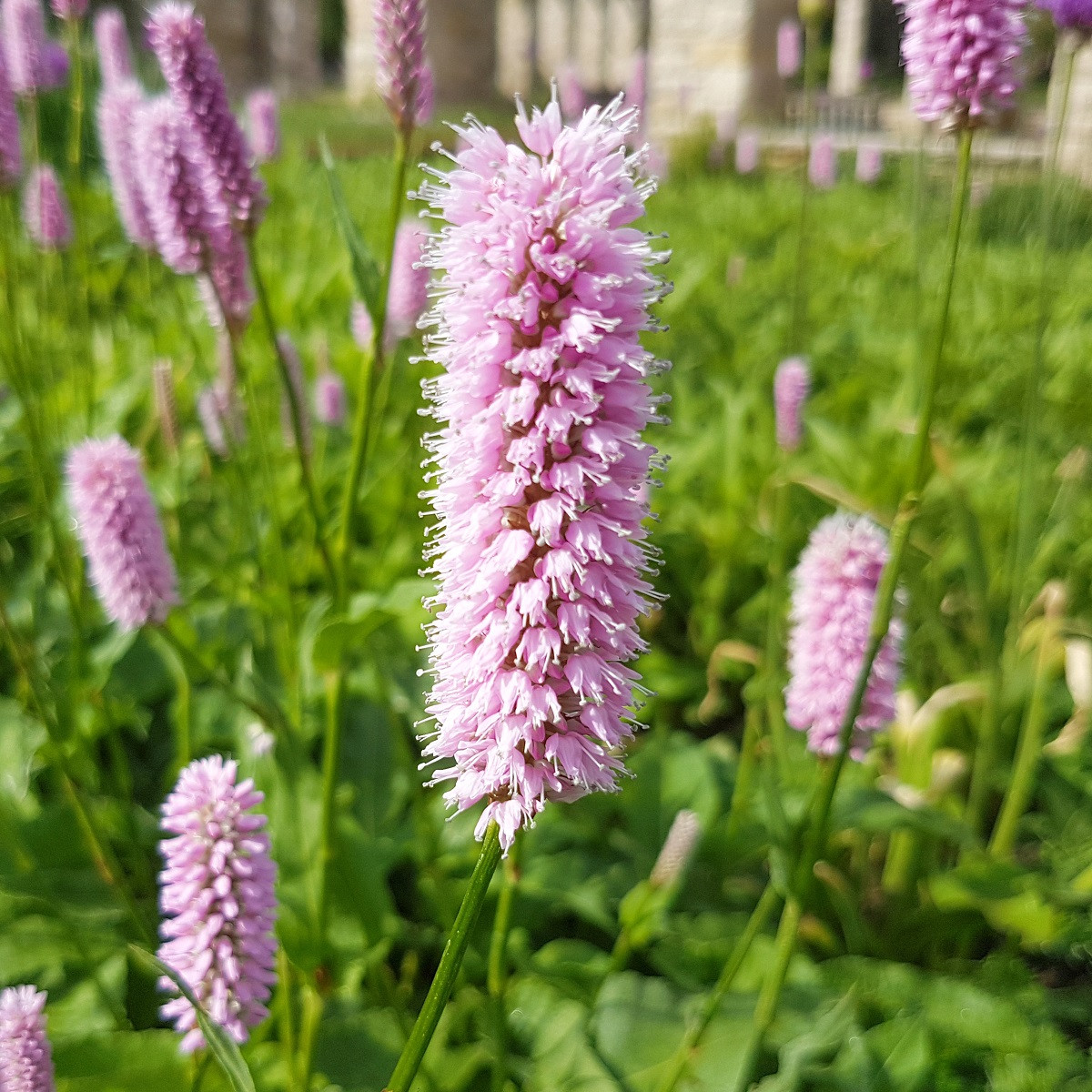 Rdesno Hadí kořen - Bistorta officinalis - semena rdesna - 15 ks