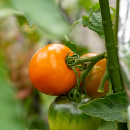Rajče Wellington F1 - Solanum lycopersicum - semena rajčete - 7 ks