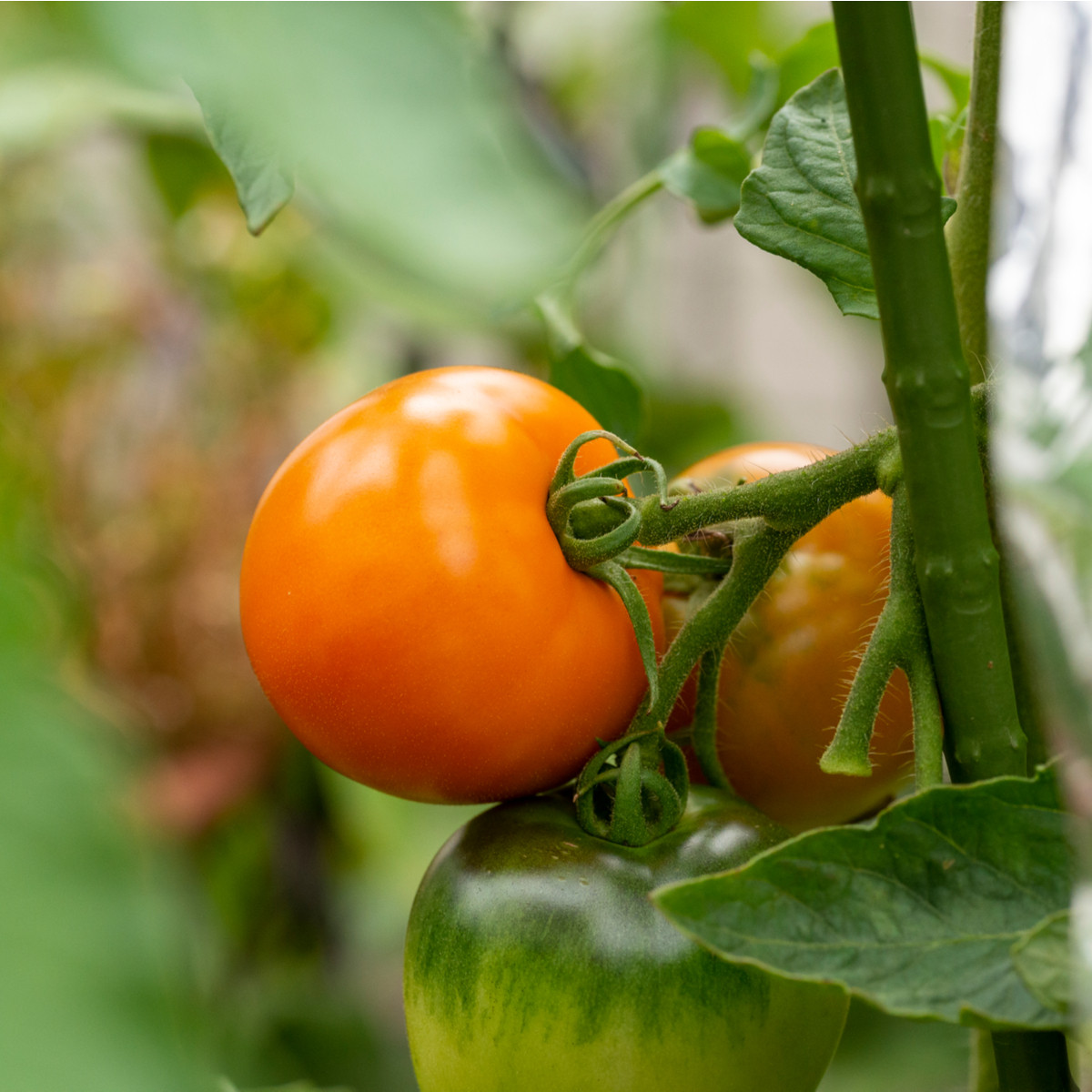 Rajče Wellington F1 - Solanum lycopersicum - semena rajčete - 7 ks