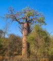 Baobab Fony - Adansonia fony - semena baobabu - 2 ks