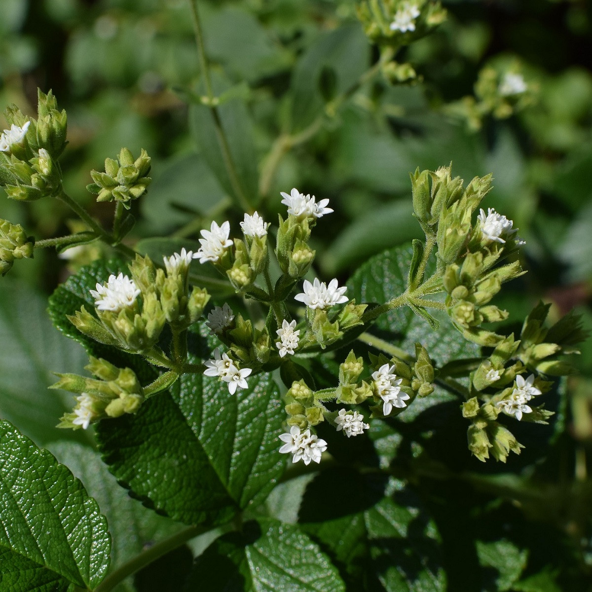 BIO Stévie sladká - Stevia rebaudiana - bio semena stévie - 12 ks
