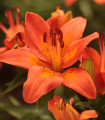 Lilie asijská Forever Summer - Lilium - cibuloviny - 1 ks