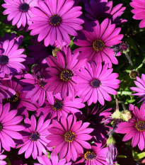Paprskovka Asti Mix F1 - Osteospermum ecklonis - semena paprskovky - 6 ks