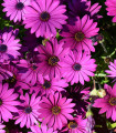 Paprskovka Asti Mix F1 - Osteospermum ecklonis - semena paprskovky - 6 ks