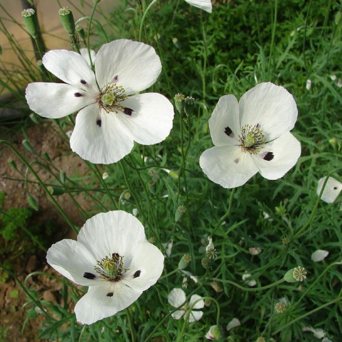 Mák bělokvětý - Papaver maculosum - semena máku - 100 ks