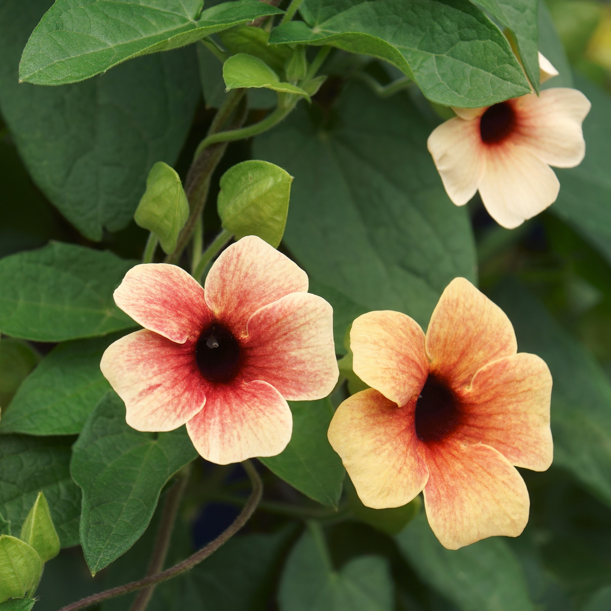Smatovka křídlatá African Sunset - Thunbergia alata - semena smatovky - 5 ks