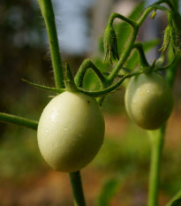 Rajče White Cherry - Solanum lycopersicum - semena rajčete - 7 ks