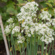 Pažitka čínská česneková Kobold - Allium tuberosum - semena pažitky - 130 ks