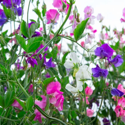 Hrachor vonný Spencer směs - Lathyrus odoratus - semena hrachoru - 16 ks