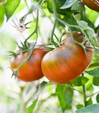 Rajče tyčkové Brandywine Black - Solanum lycopersicum - semena rajčete - 7 ks