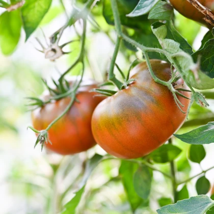 Rajče tyčkové Brandywine Black - Solanum lycopersicum - semena rajčete - 7 ks