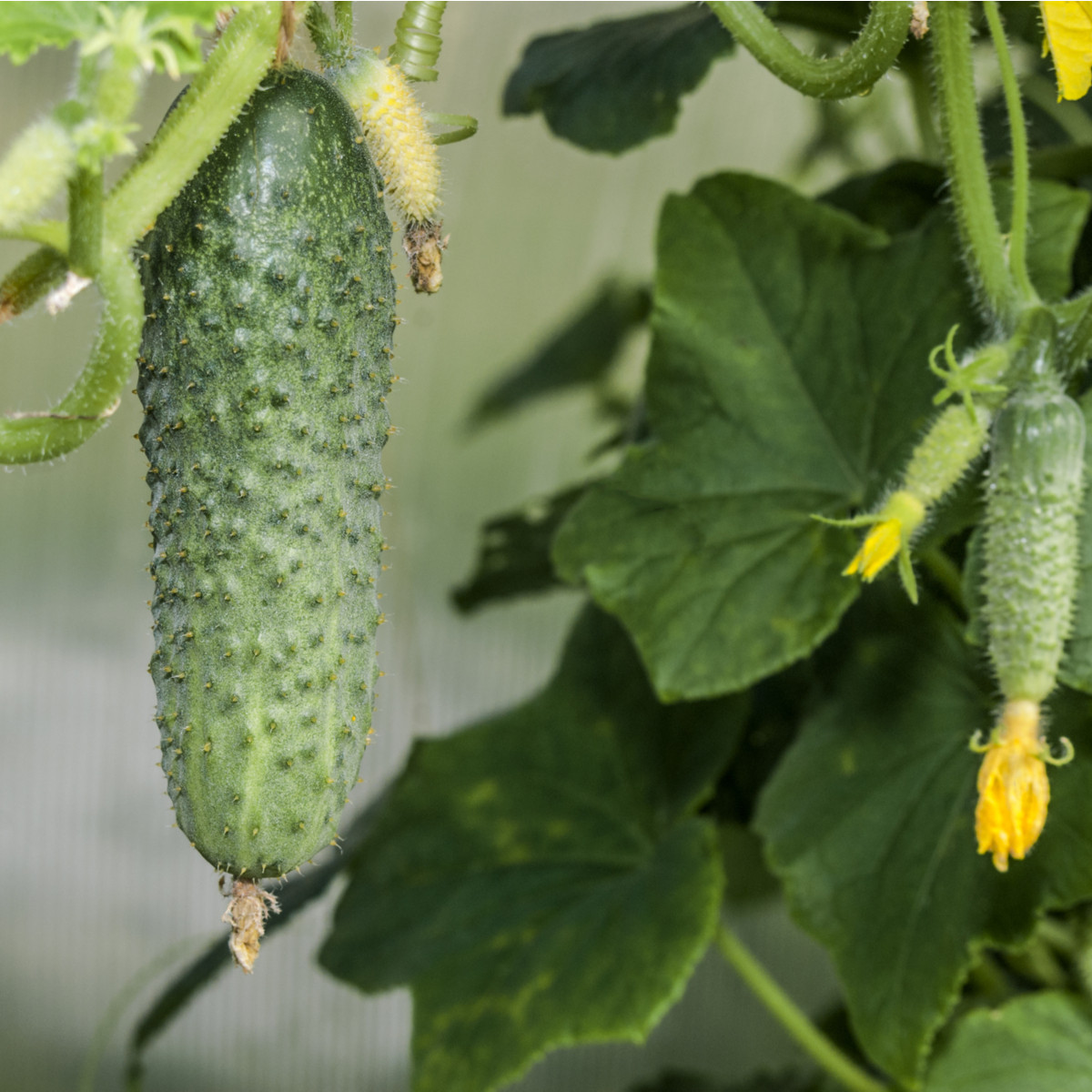 Okurka nakládačka Excelsior F1 - Cucumis sativus - semena okurky - 7 ks