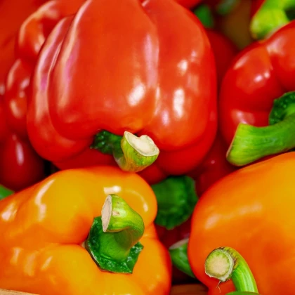 Paprika Babybell červená - Capsicum annuum - semena papriky - 8 ks