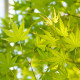 Javor dlanitolistý - Acer palmatum - semena javoru - 5 ks