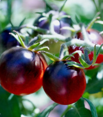 Rajče Artisan Purple Bumble Bee - Solanum lycopersicum - semena rajčete - 5 ks