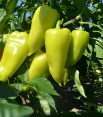 Paprika zeleninová PCR - Capsicum annuum - semena chilli - 80 ks