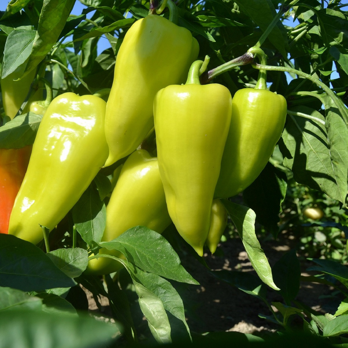 Paprika zeleninová PCR - Capsicum annuum - semena chilli - 80 ks