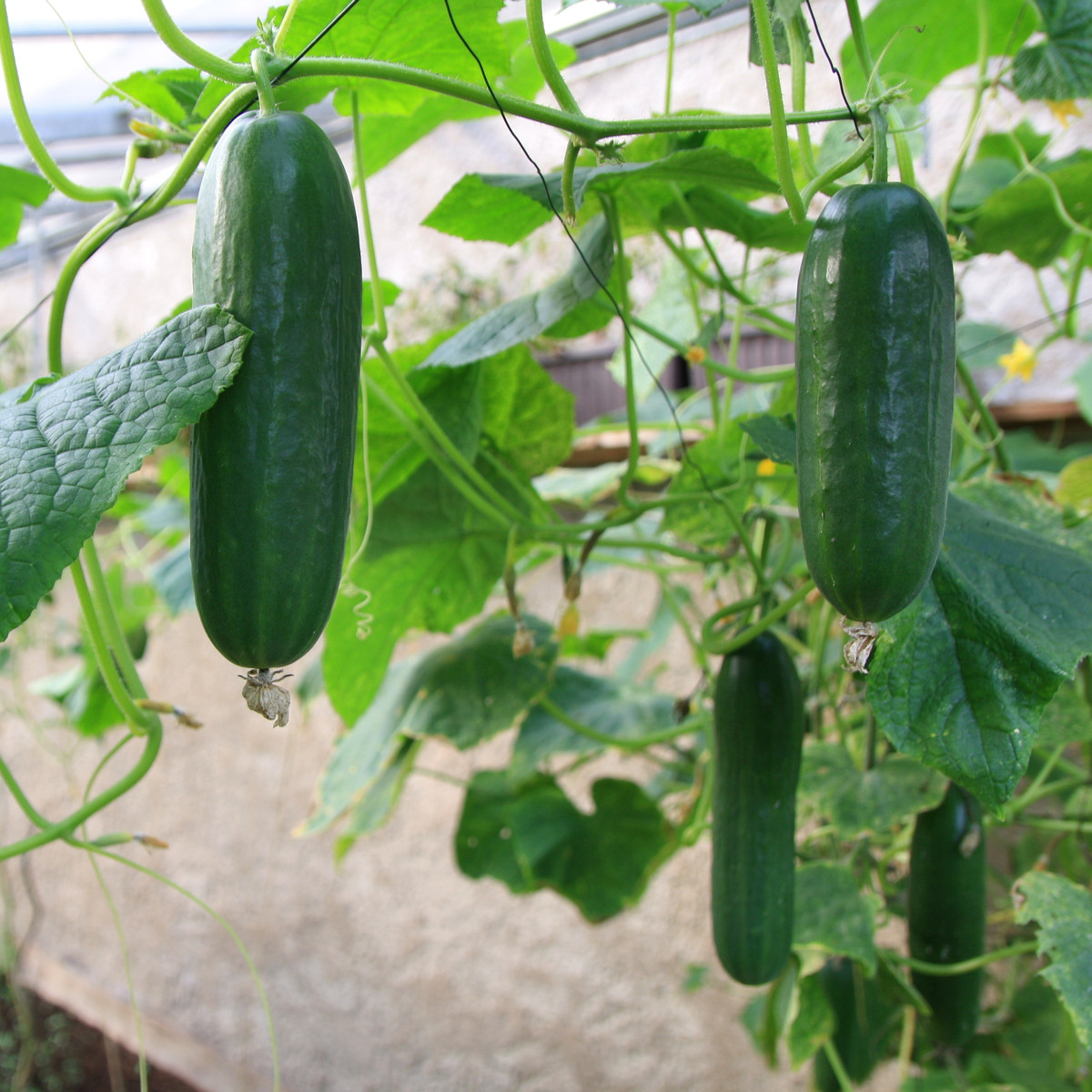 Okurka salátová Picolino F1 - Cucumis sativus - semena okurky - 4 ks