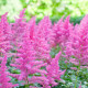 Čechrava arendsii růžová - Astilbe arendsii - semena čechravy - 10 ks