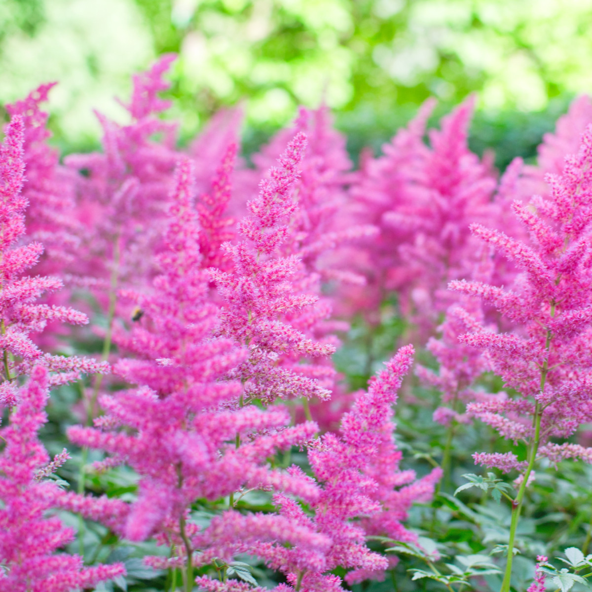 Čechrava arendsii růžová - Astilbe arendsii - semena čechravy - 10 ks