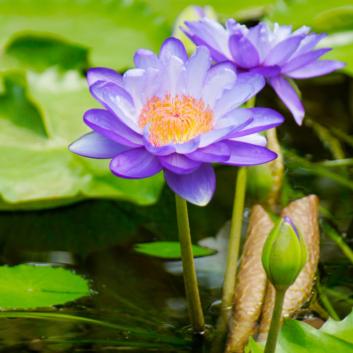 Leknín fialový - Nymphaea caerulea - semena leknínu - 6 ks