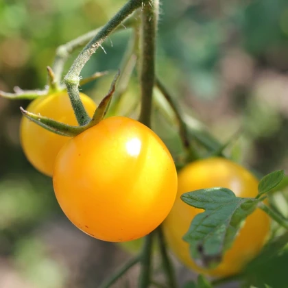 Домат „Goldkrone“ – Solanum lycopersicum – семена от домат – 20 бр.