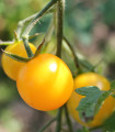 Домат „Goldkrone“ – Solanum lycopersicum – семена от домат – 20 бр.