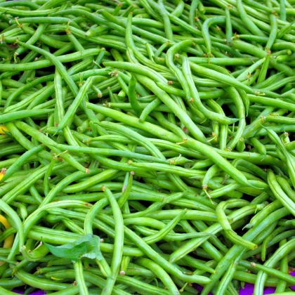 Fazole Neckarkönigin - Phaseolus vulgaris - semena fazole - 30 ks