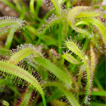 Rosnatka kapská - Drosera Capensis - semena rosnatky - 15 ks