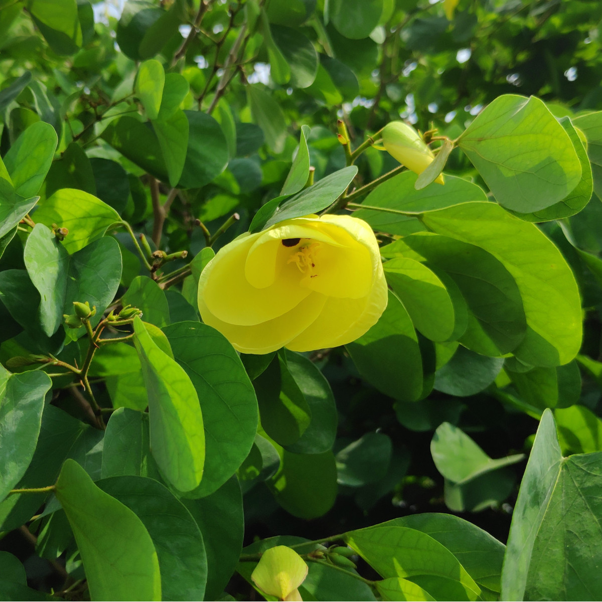 Bauhinie plstnatá - Bauhinia tomentosa - semena bauhinie - 4 ks