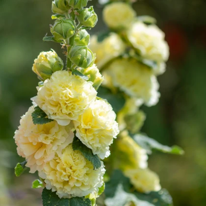 Topolovka žlutá Chaters - Alcea rosea - semena topolovky - 12 ks