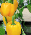 Paprika žlutá Baby bell - Capsicum annuum - semena papriky - 8 ks
