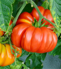 Rajče červené Brandywine - Solanum lycopersicum - semena rajčete - 7 ks