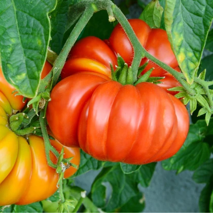 Rajče červené Brandywine - Solanum lycopersicum - semena rajčete - 7 ks
