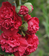 Розова мак - Alcea rosea - семена от розова мак - 30 бр.