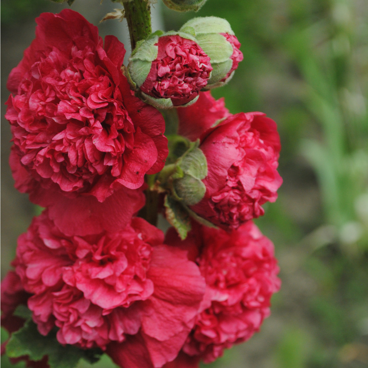 Розова мак - Alcea rosea - семена от розова мак - 30 бр.