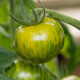 BIO Rajče Zelená zebra - Solanum lycopersicum - bio semena rajčete - 6 ks