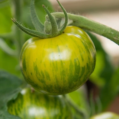 BIO Rajče Zelená zebra - Solanum lycopersicum - bio semena rajčete - 6 ks
