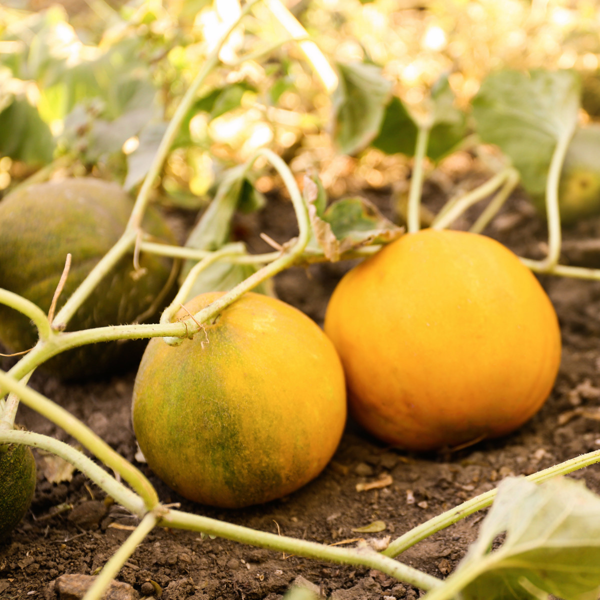 Meloun medový Bimbo F1 - Citrullus lanatus - semena melounu - 6 ks