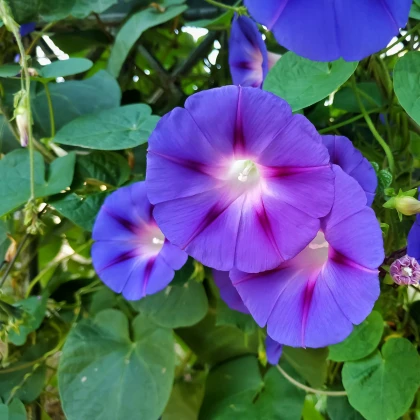Povíjnice Scarlet O Hara - Ipomoea purpurea - semena povíjnice - 25 ks