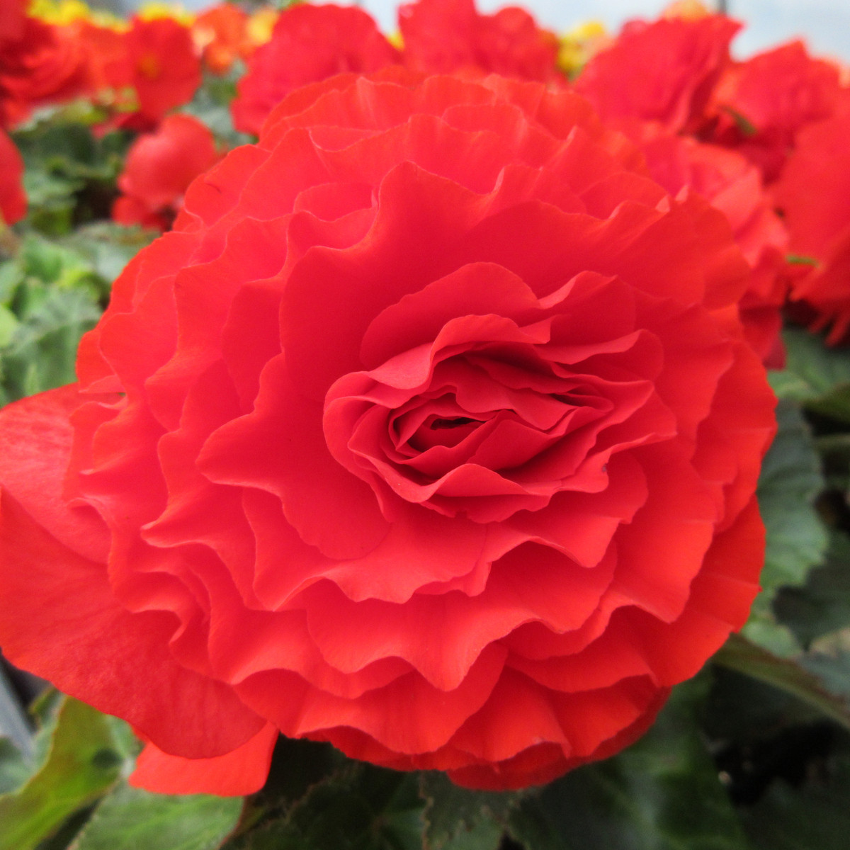 Begonie plnokvětá červená - Begonia superba - hlízy begonie - 2 ks