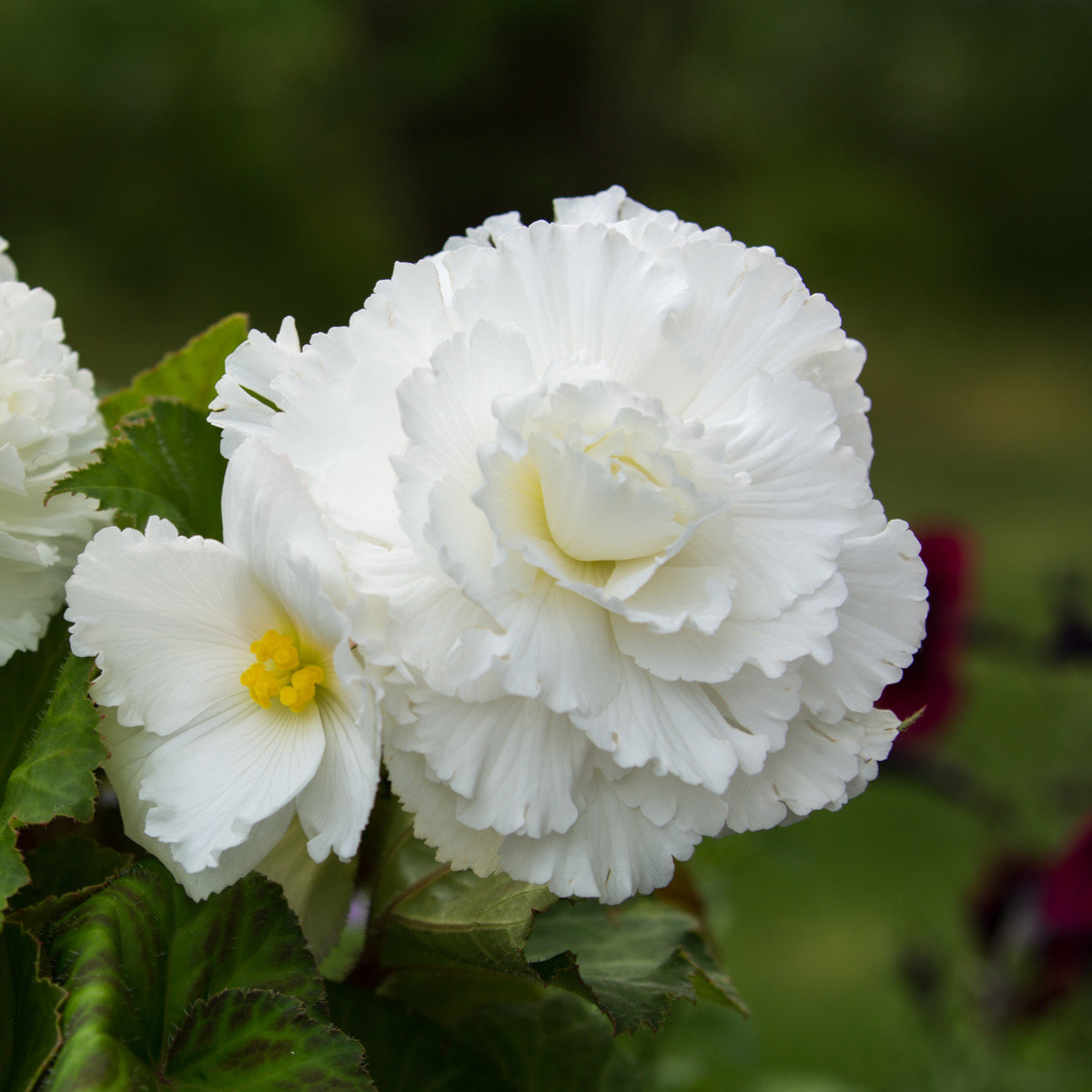 Begonie plnokvětá bílá - Begonia superba - hlízy begonie - 2 ks