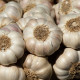 Sadbový česnek Flavor - Allium sativum - nepaličák - cibule česneku - 250 g